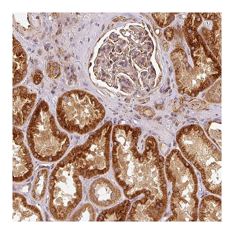 Atlas Antibodies Anti-MTHFD1L Antibody