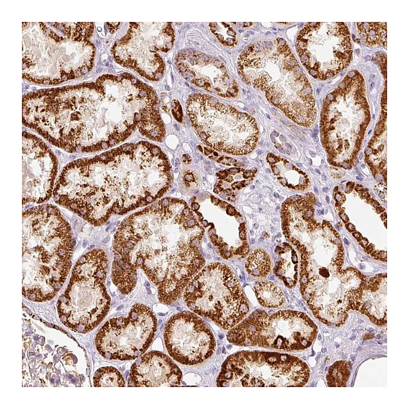 Atlas Antibodies Anti-MTHFD2 Antibody