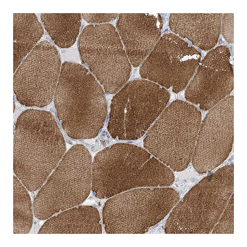 Atlas Antibodies Anti-MTHFD2L Antibody