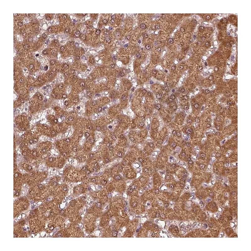 Atlas Antibodies Anti-MTHFS Antibody