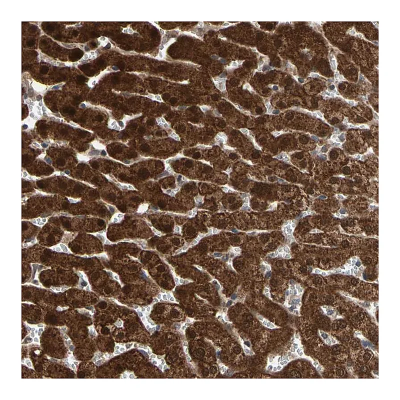 Atlas Antibodies Anti-MTHFS Antibody