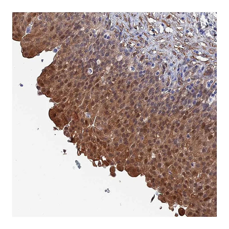 Atlas Antibodies Anti-MTHFSD Antibody