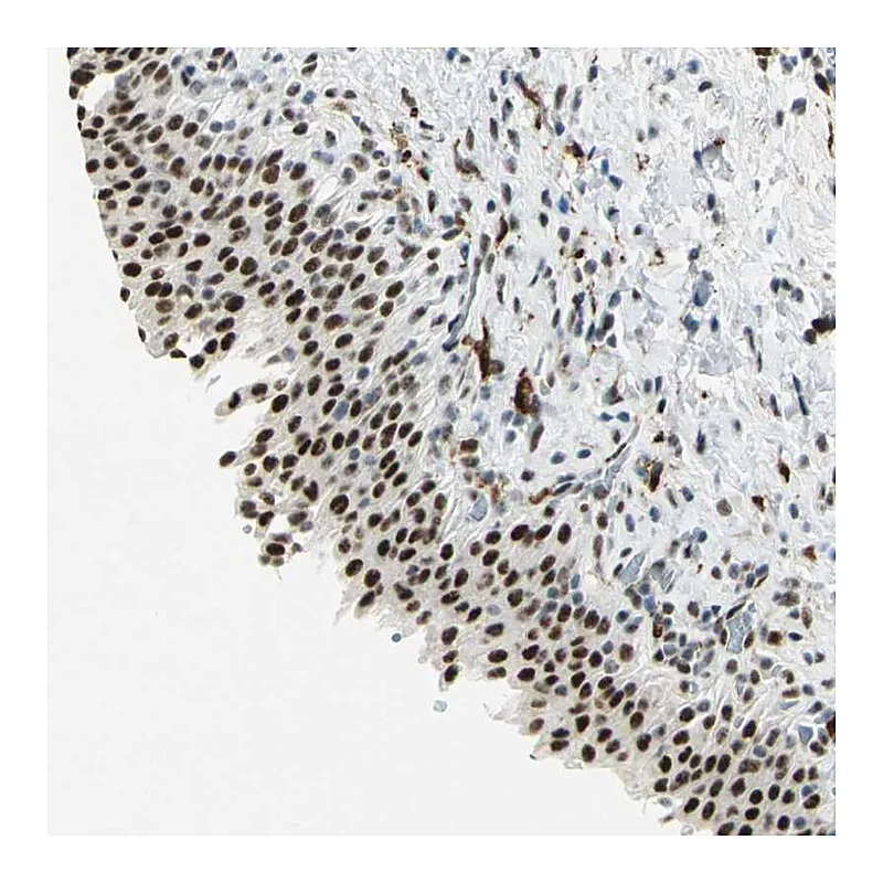Atlas Antibodies Anti-MTMR10 Antibody