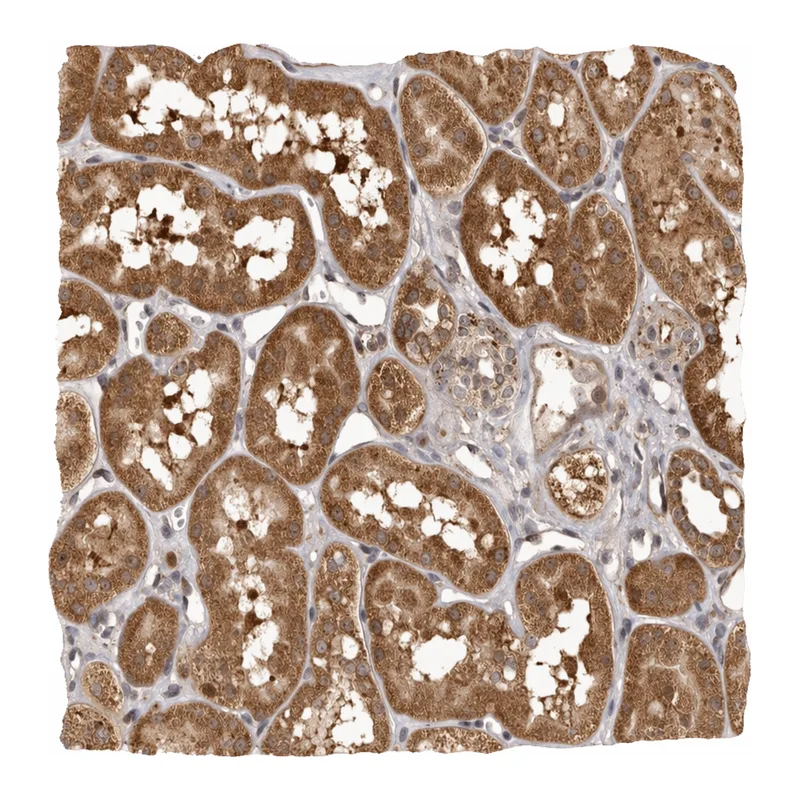 Atlas Antibodies Anti-MTO1 Antibody