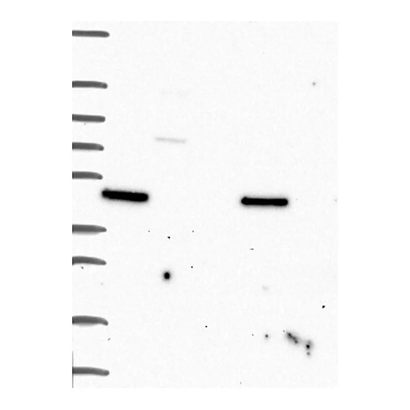 Atlas Antibodies Anti-MTSS1 Antibody