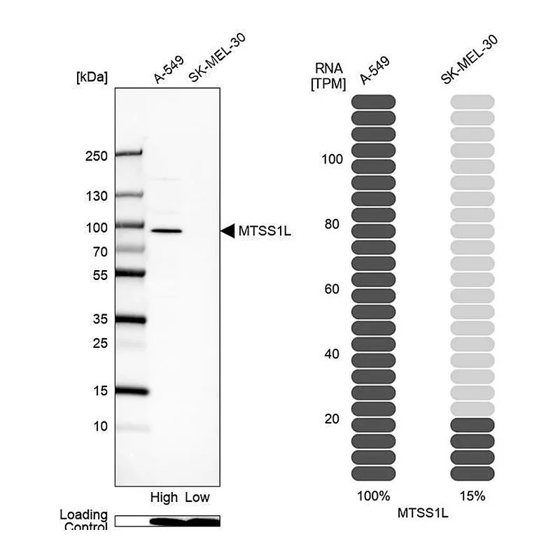 Atlas Antibodies Anti-MTSS1L Antibody