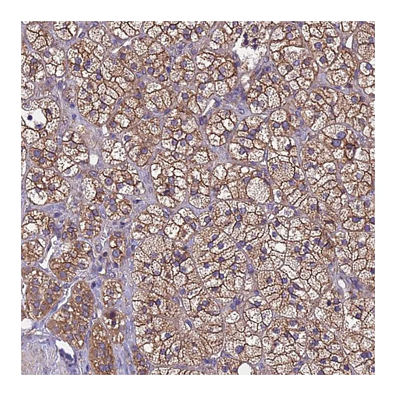Atlas Antibodies Anti-MTX3 Antibody