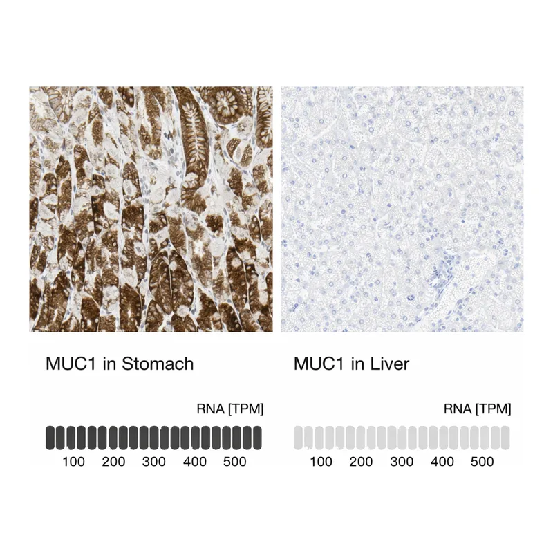 Atlas Antibodies Anti-MUC1 Antibody