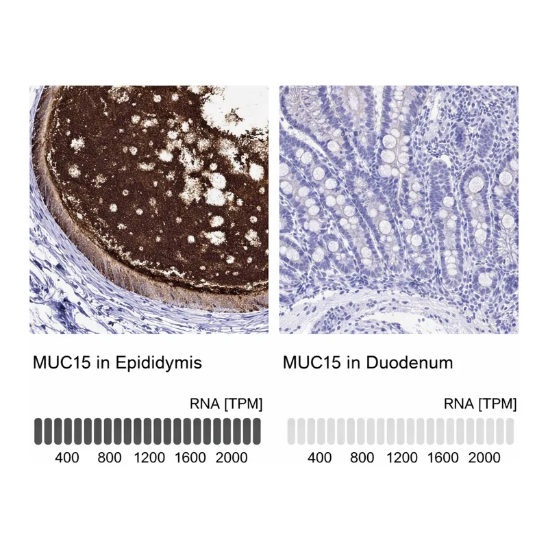 Atlas Antibodies Anti-MUC15 Antibody