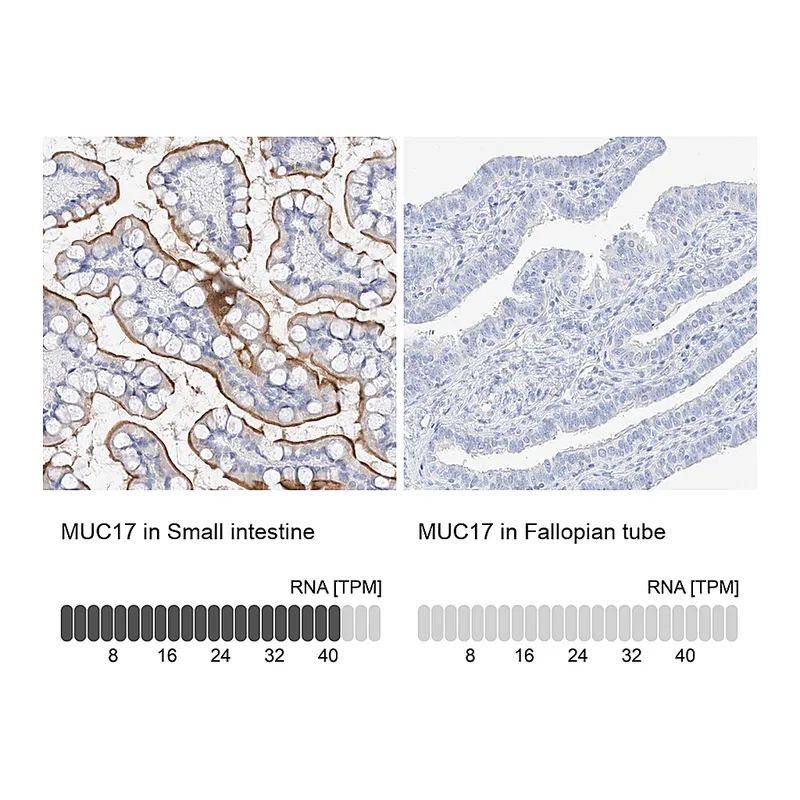 Atlas Antibodies Anti-MUC17 Antibody