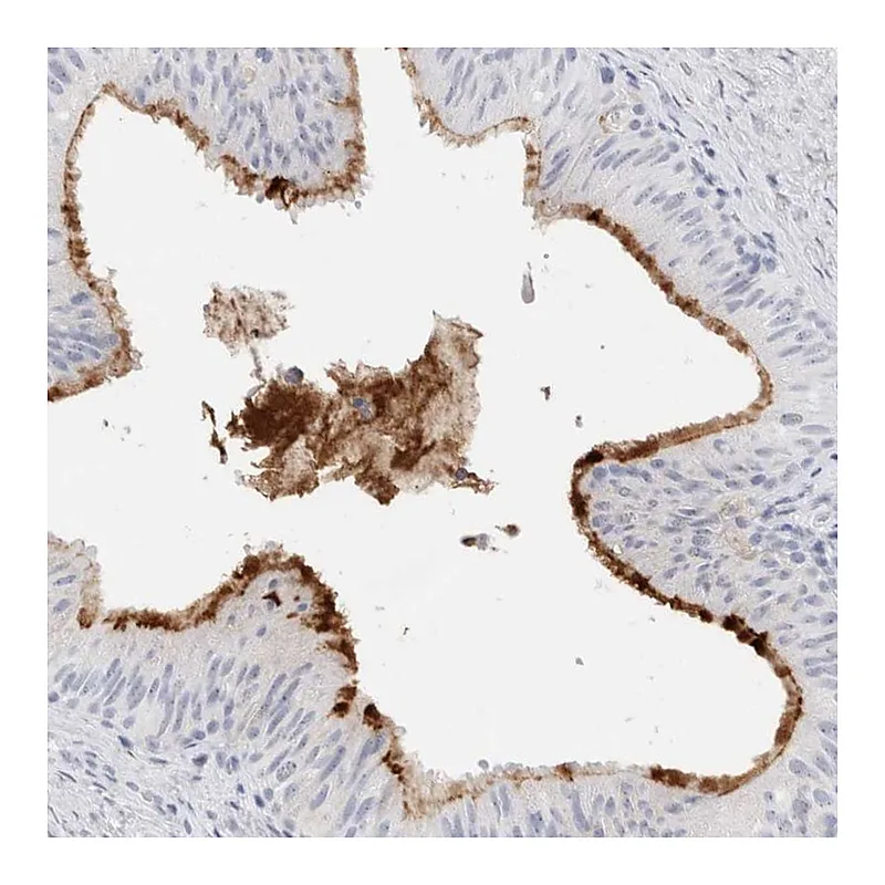 Atlas Antibodies Anti-MUC15 Antibody