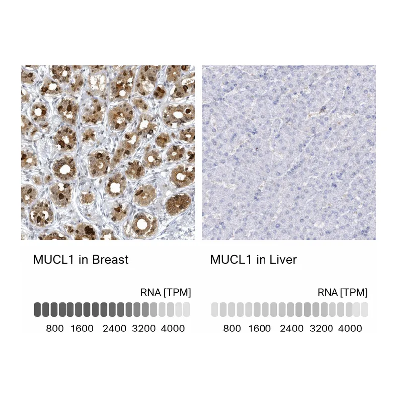 Atlas Antibodies Anti-MUCL1 Antibody