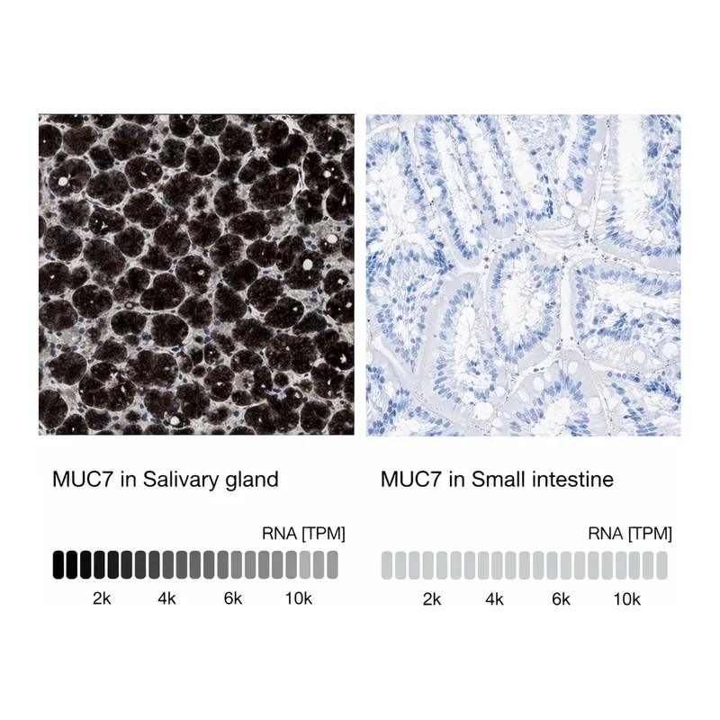 Atlas Antibodies Anti-MUC7 Antibody