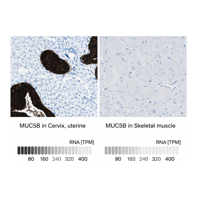 Atlas Antibodies Anti-MUC5B Antibody