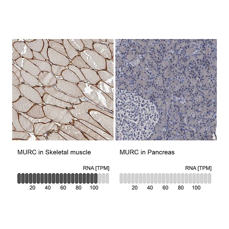 Atlas Antibodies Anti-MURC Antibody