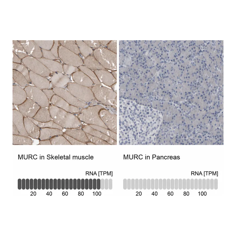 Atlas Antibodies Anti-MURC Antibody
