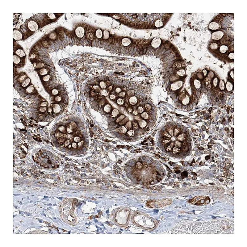 Atlas Antibodies Anti-MX1 Antibody