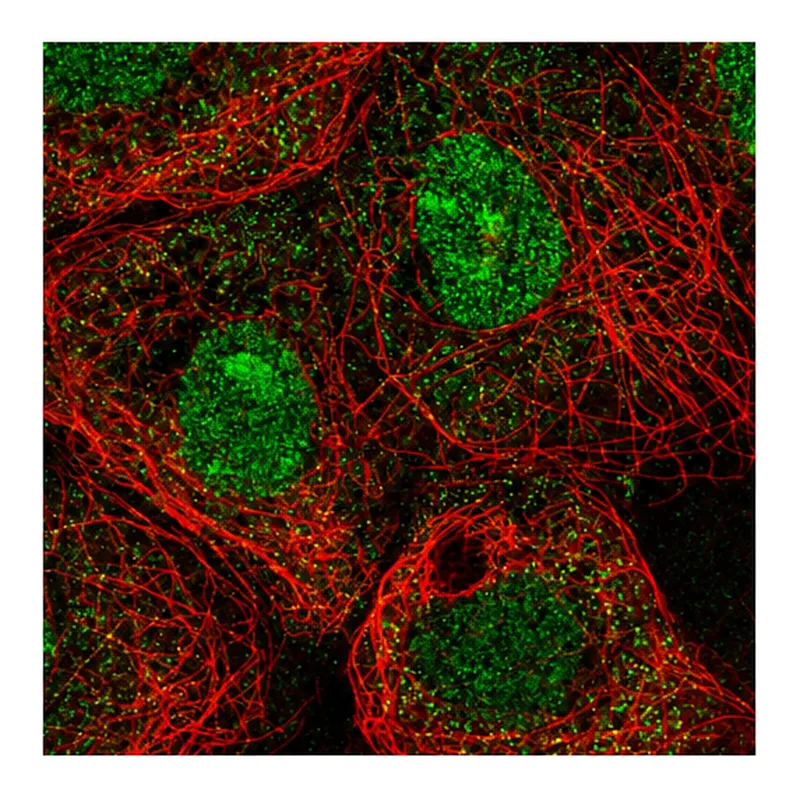 Atlas Antibodies Anti-MXI1 Antibody