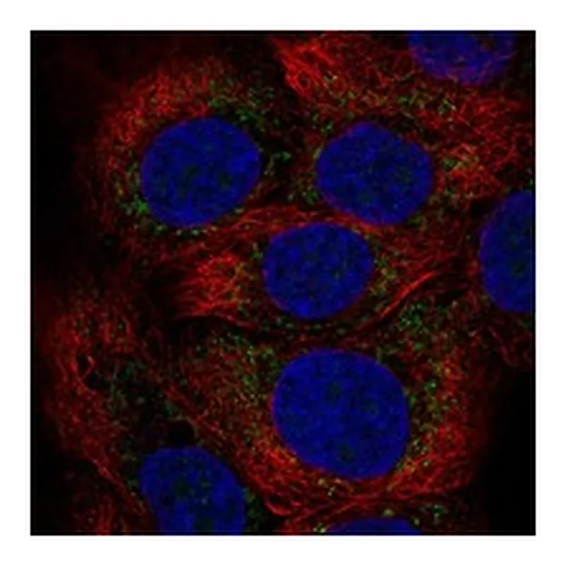 Atlas Antibodies Anti-MXRA5 Antibody