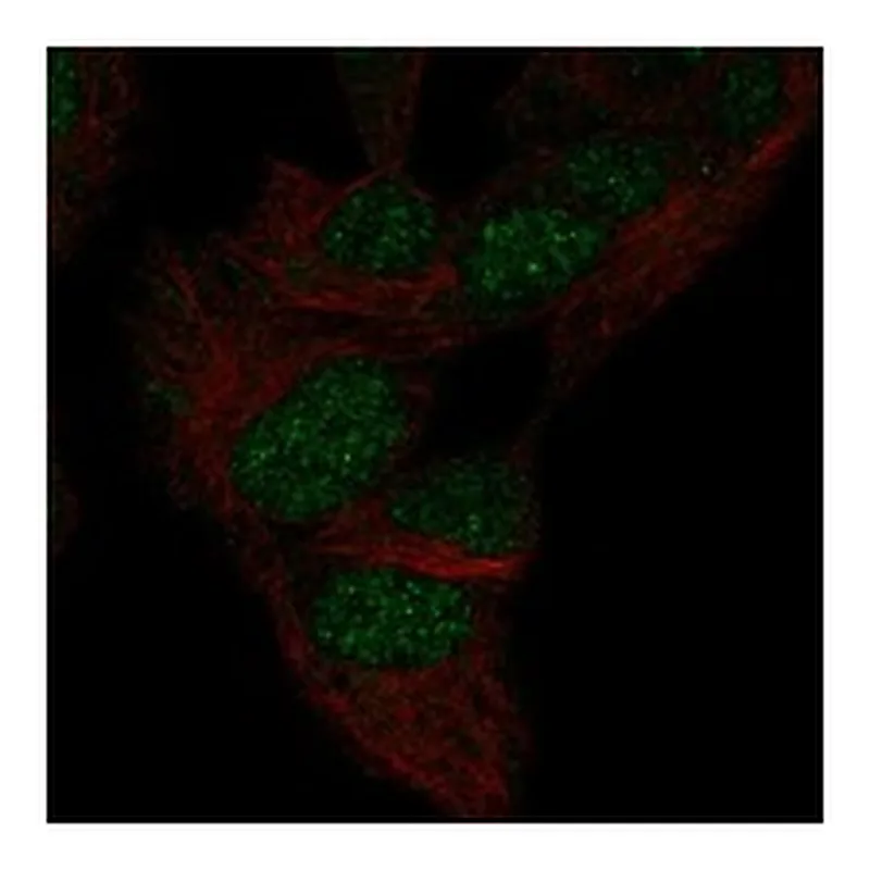 Atlas Antibodies Anti-MXI1 Antibody