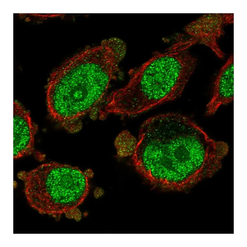 Atlas Antibodies Anti-MXD3 Antibody