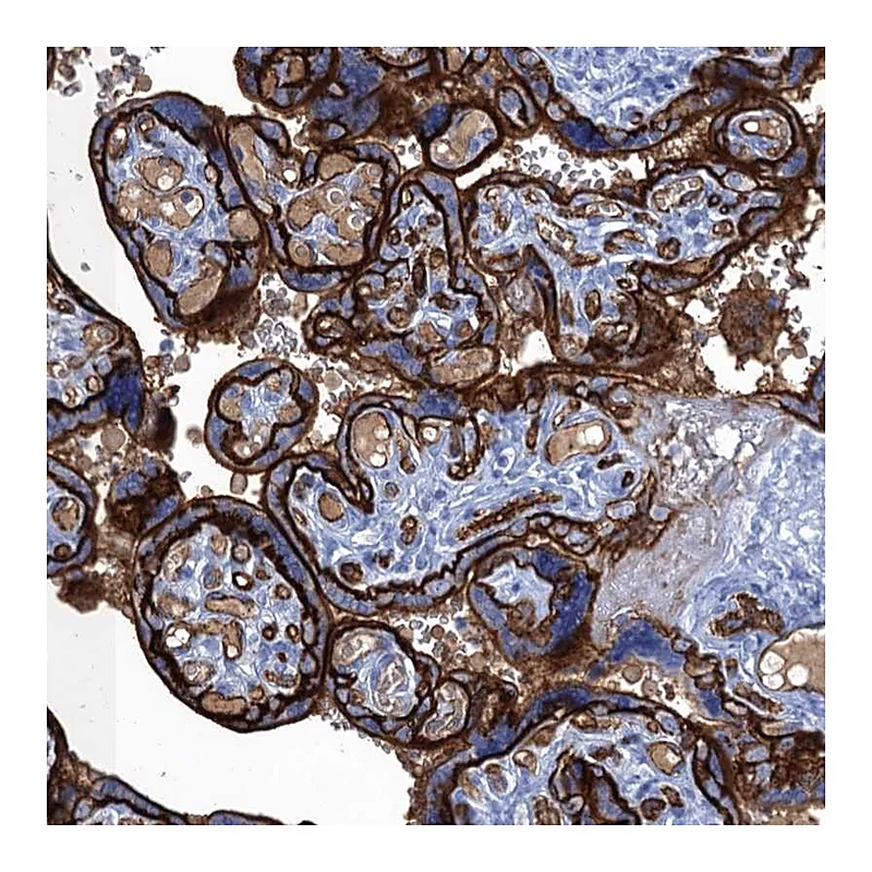 Atlas Antibodies Anti-MYADML2 Antibody