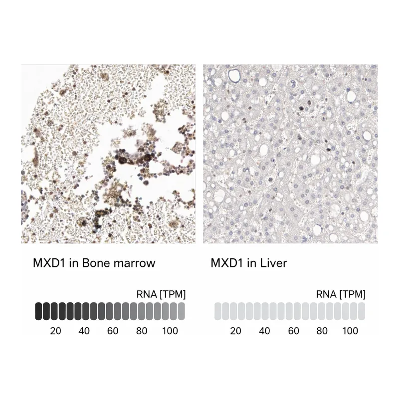 Atlas Antibodies Anti-MXD1 Antibody