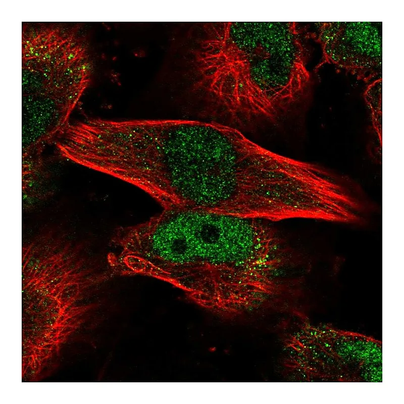 Atlas Antibodies Anti-MYBL2 Antibody