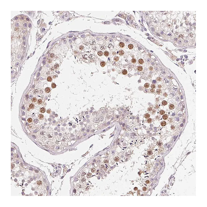 Atlas Antibodies Anti-MYBL1 Antibody
