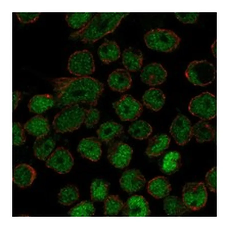 Atlas Antibodies Anti-MYB Antibody