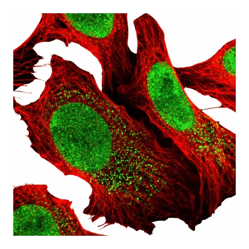 Atlas Antibodies Anti-MYCBP2 Antibody