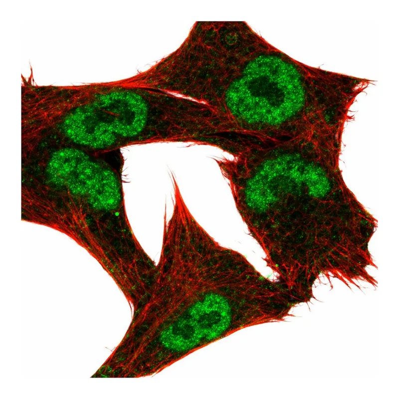 Atlas Antibodies Anti-MYC Antibody