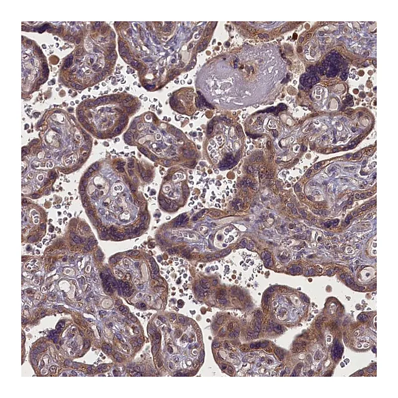 Atlas Antibodies Anti-MYCBP Antibody