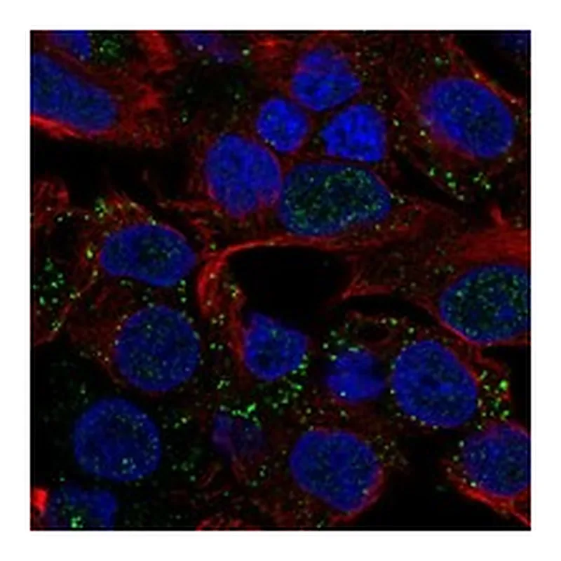 Atlas Antibodies Anti-MYBPHL Antibody