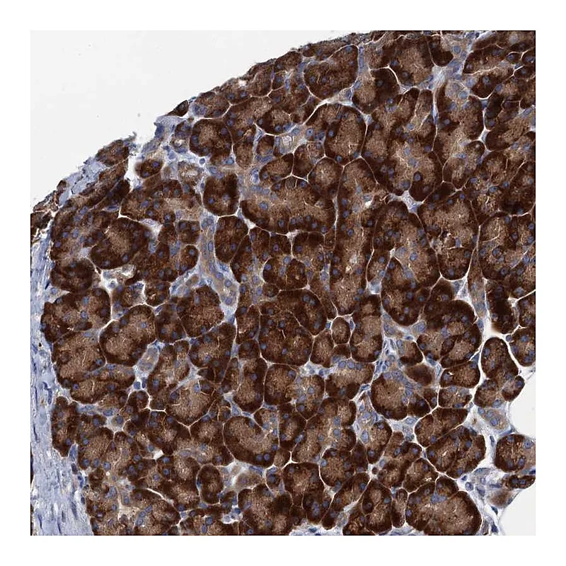 Atlas Antibodies Anti-MYDGF Antibody
