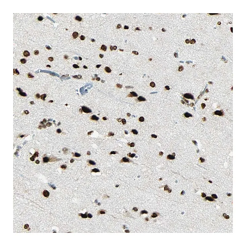 Atlas Antibodies Anti-MYEF2 Antibody