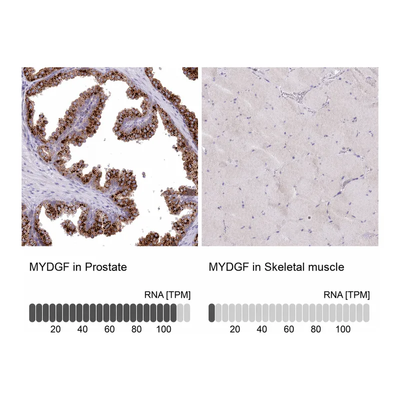Atlas Antibodies Anti-MYDGF Antibody