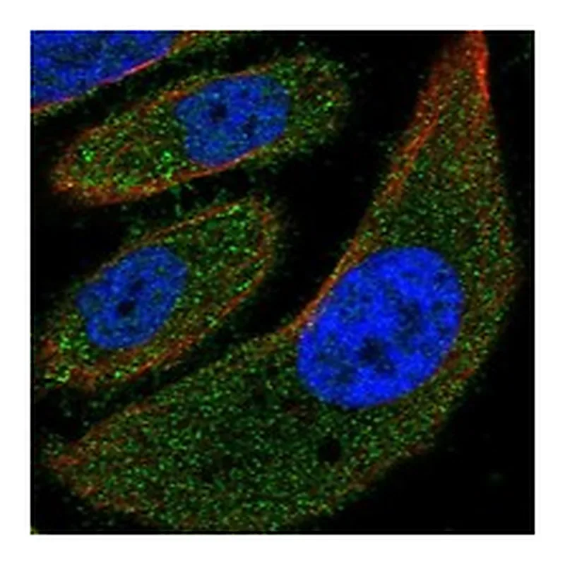 Atlas Antibodies Anti-MYH15 Antibody