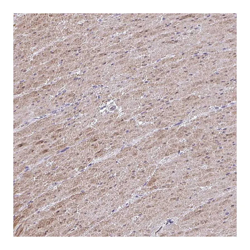 Atlas Antibodies Anti-MYL9 Antibody