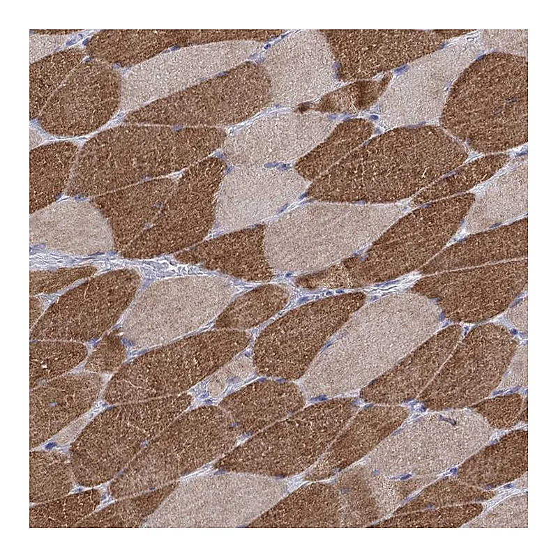 Atlas Antibodies Anti-MYMX Antibody