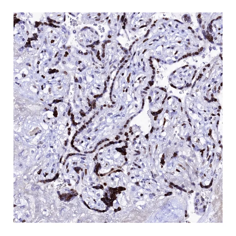 Atlas Antibodies Anti-MYNN Antibody