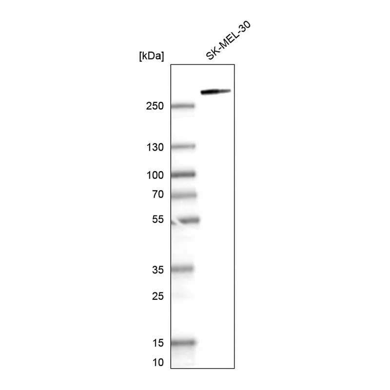 Atlas Antibodies Anti-MYO10 Antibody