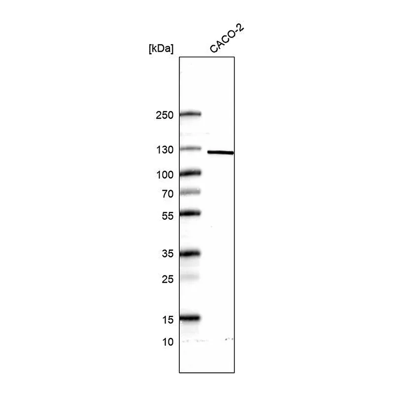 Atlas Antibodies Anti-MYO19 Antibody