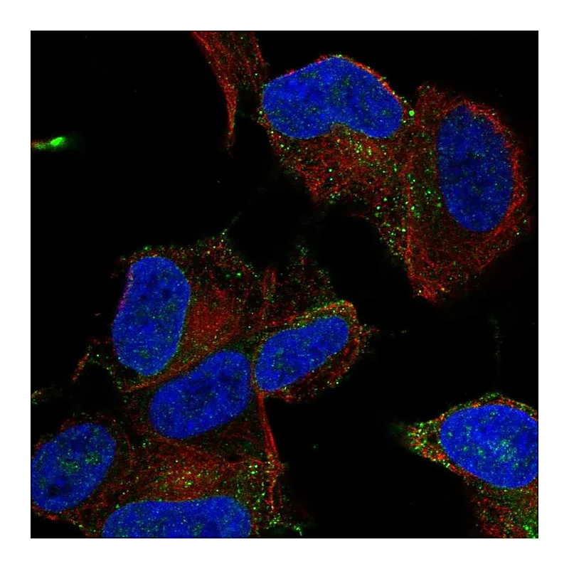 Atlas Antibodies Anti-MYO16 Antibody