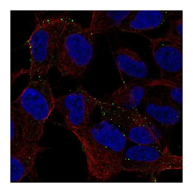 Atlas Antibodies Anti-MYO16 Antibody