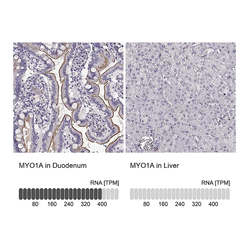Atlas Antibodies Anti-MYO1A Antibody