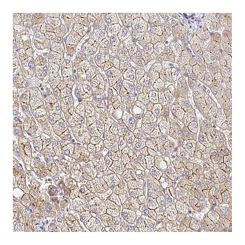 Atlas Antibodies Anti-MYO1B Antibody