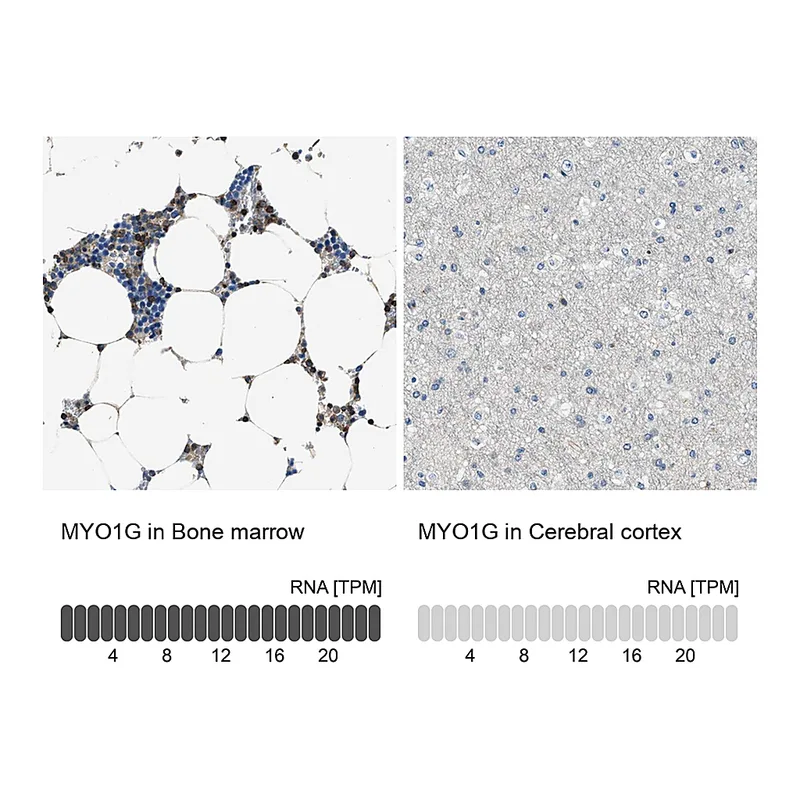 Atlas Antibodies Anti-MYO1G Antibody