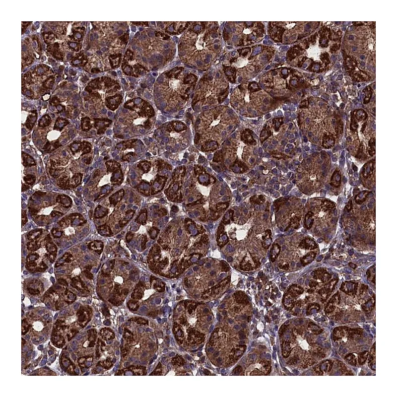 Atlas Antibodies Anti-MYO1H Antibody