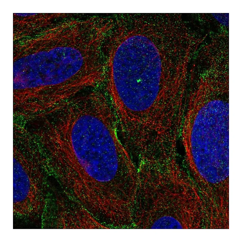 Atlas Antibodies Anti-MYO1C Antibody